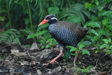 白黒のゼブラ模様に赤い嘴と脚が目立つ、沖縄固有種の人気者、飛べない鳥ヤンバルクイナ