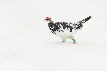 立山や北アルプスの高山で出会える希少な特別天然記念物の人気者、ライチョウ