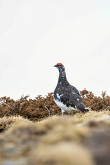 立山や北アルプスの高山で出会える希少な特別天然記念物の人気者、ライチョウ