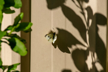 Cabbage White Butterfly (Pieris rapae) on the shadow of a flower