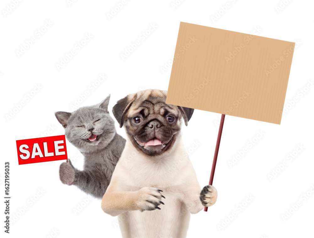 Poster smiling cat and pug puppy look at camera together. dog showing blank placard. kitten showing signboa