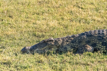 Telephoto shot of a nile crocodile - Crocodylus niloticus- resting on the banks of the Chobe river...