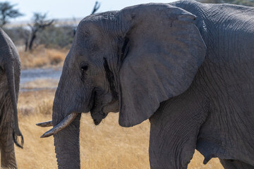 A herd of African Elephants -Loxodonta Africana- grazing on the plains of Etosha National Park, Namibia.