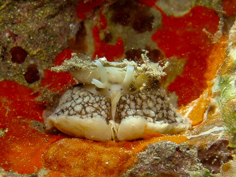 Umbrella slug