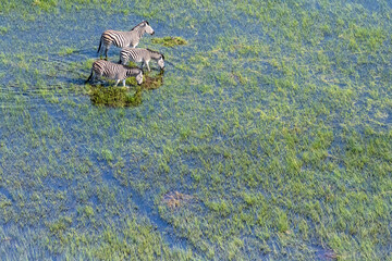 Aerial shot of a herd of Zebras grazing in the Okavango delta wetlands in Botswana.