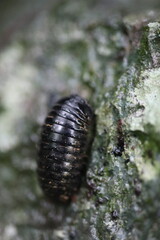 Pill millipede isopod Pill bug millipede