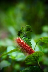 A red, hairy caterpillar with dew drops.