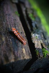A fascinating trilobite beetle larva on bark.