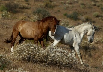 Wild Stallions in the Desert 
