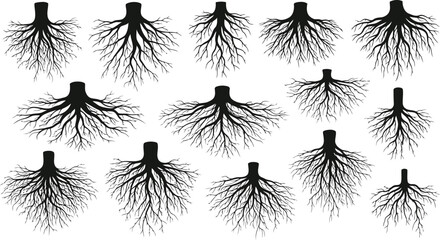 A Graphic Exploration of Tree Roots