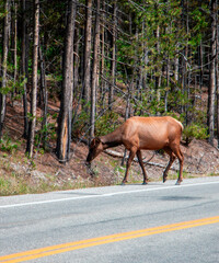 Elk crossing the road in Yellowstone National Park