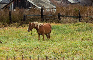Horse in a clearing in the countryside. A domestic horse stands in a clearing.