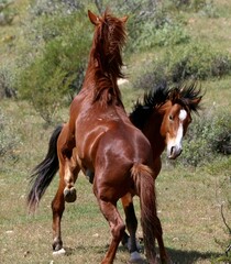 Wild Stallions Sparring in Desert 