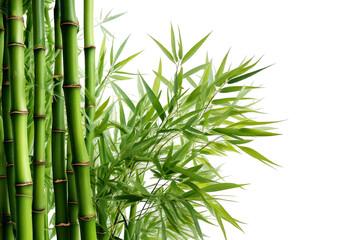 Green bamboo stalks and leaves isolated on a transparent or white background