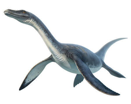3D Plesiosaurus isolated on white in PNG