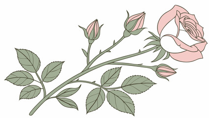 Obraz premium Delicate pink rose with buds and leaves on a white background elegant floral illustration