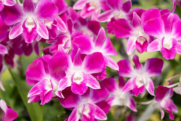 Scarlet pink flower phalaenopsis orchid flower background. beautiful magenta flowers background.