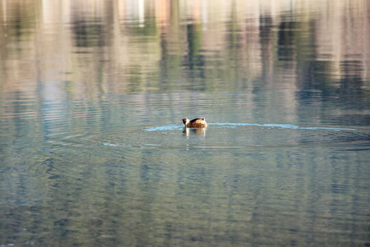 Cria de patos