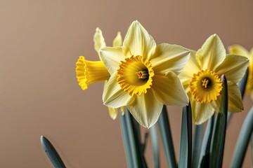 Vibrant Yellow Daffodil Blooming in Springtime Joy Against Brown Background
