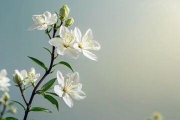 Fototapeta premium High Resolution Mesmerizing Image of Ethereal Jasmine Flower Against Soft Pale Background