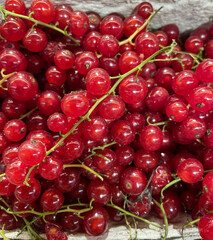 „Frische rote Johannisbeeren – Nahaufnahme von Sommerfrüchten in satten Farben“