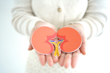 woman hands holding kidney shaped paper, world kidney day, Organ Donor Day, Chronic kidney disease concept
