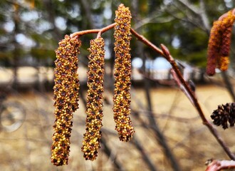 birch catkins in spring