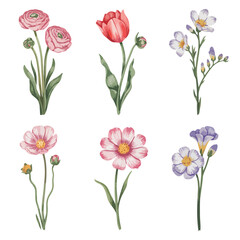 Watercolor Floral Collection Ranunculus, Tulip, Freesia, and Cosmos Flowers