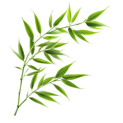 Naklejka premium Green bamboo leaves isolate on transparent background