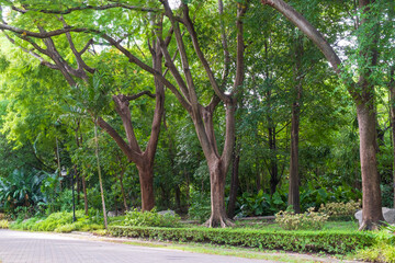 Trees in the park,Urban Park with pathway, Green forest landscape in the city.
