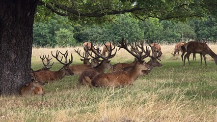 A herd of deer resting in the shade under a tree in a grassy field on a sunny day in the countryside