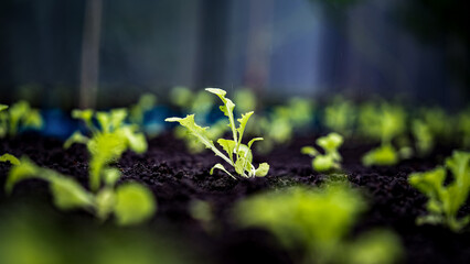 Tender vegetable sprouts emerge from rich soil, bathed in soft daylight and nourished by natural moisture on an organic farm.