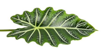 fresh green leaf