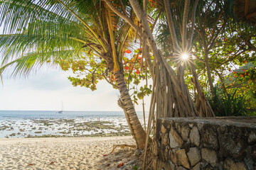 Tropical Beach-Sunlight Through Palm Trees on Phuket Beach