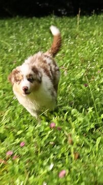 Dog is running through a field of grass
