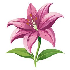 pink lily flower