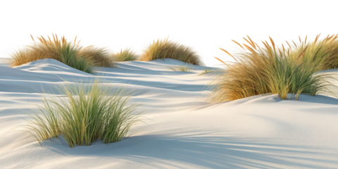 Realistic Sandy Dunes with Beach Grass on Transparent Background
Wind-Rippled Sand Dunes and Grass Clusters Isolated on Clear Backdrop
