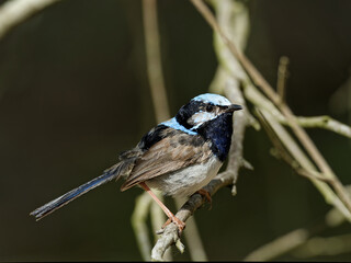 Male Superb Fairywren (Malurus cyaneus) perched on a branch