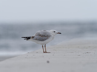Silver Gull (Chroicocephalus novaehollandiae) on an overcast day standing on a cement or concrete...