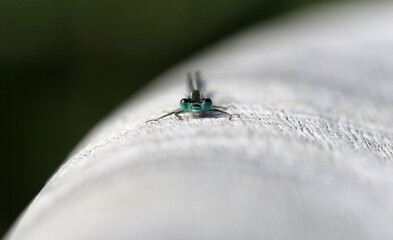 Große Pechlibelle - Blue-tailed Damselfly © Studio M. Brix