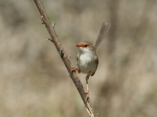 Female Superb Fairywren (Malurus cyaneus) perched on a thin branch with bokeh brown grass background