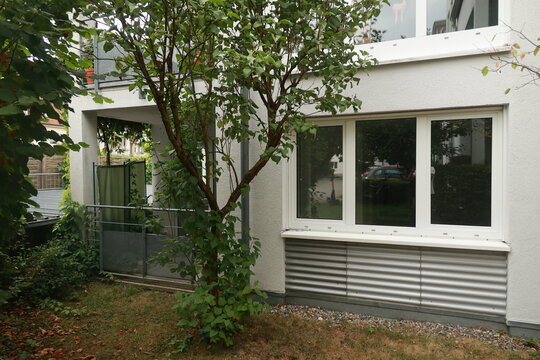 Tree is in front of a building with a white window