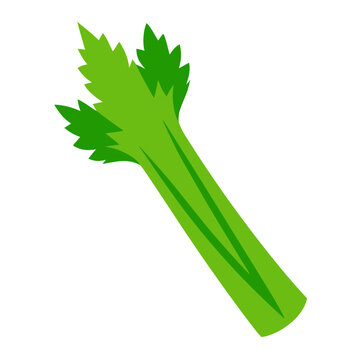 A single stalk of fresh green celery with its leafy top isolated on a black background