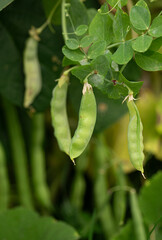 Fresh Green Sugar Snap Peas Hanging on Vines in the Garden