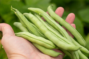 Organic Fresh Green Beans from the Vegetable Gardens