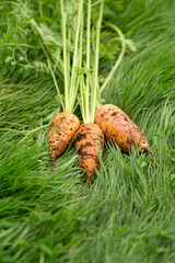 Fresh Short Orange Carrots Picked from the Garden