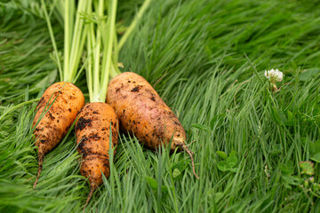 Fresh Short Orange Carrots Picked from the Garden