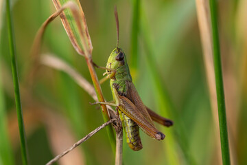 Close-up macro shot of a green grasshopper perched on a dry grass blade with a soft natural background, perfect for entomology, insect studies, and nature stock photography themes.