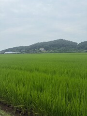 Obraz premium Vast Green Rice Paddy Stretching toward Forested Hills under Cloudy Summer Sky