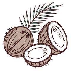 Coconut vector silhouette illustration isolated on white background